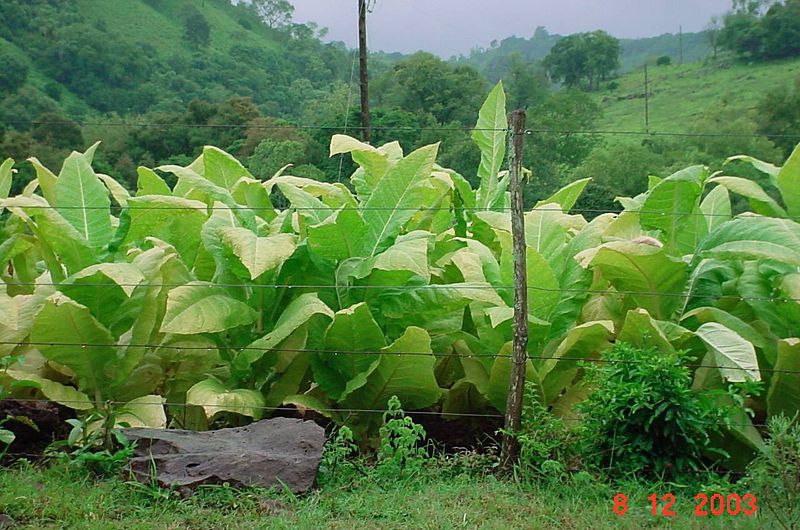 pianta di tabacco